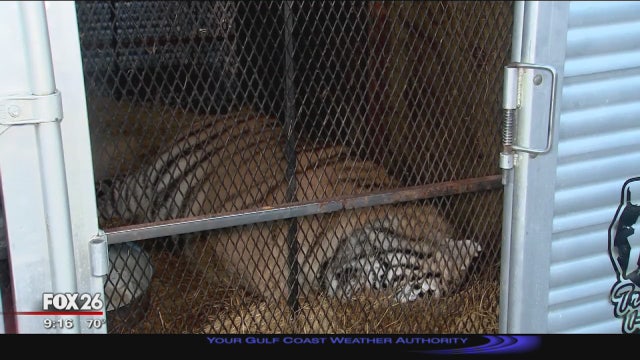 Police: Pot smokers find caged tiger in abandoned house