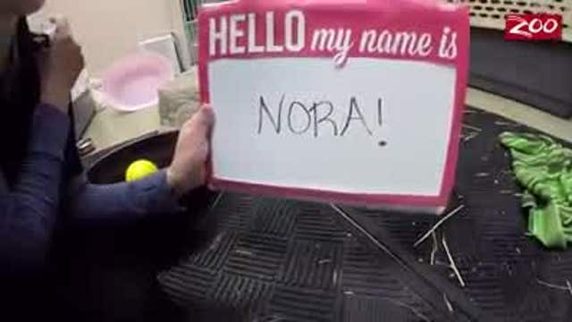 Adorable baby polar bear finally gets a name