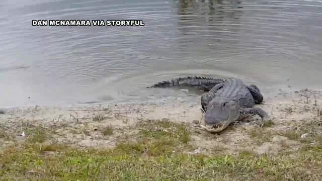 WATCH: Golf ball rolls to gator -- which promptly eats it