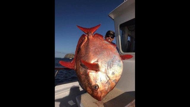 Rare, 90-pound opah fish caught off Southern California coast
