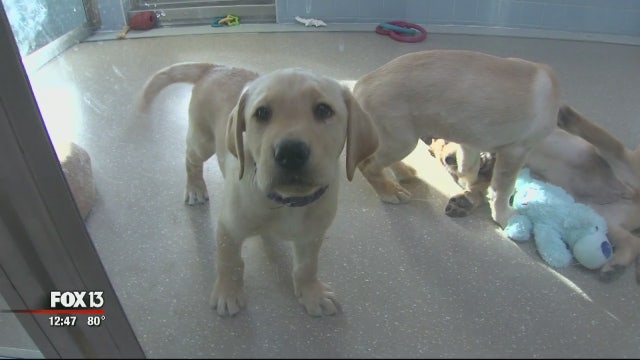 Inside look at Southeastern Guide Dogs' Puppy Academy