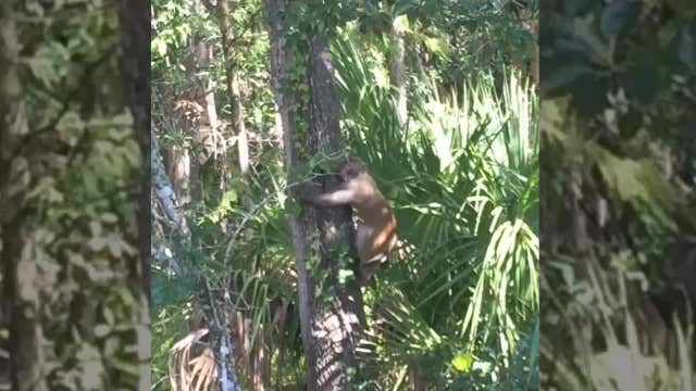 Another monkey sighting in Clearwater caught on video