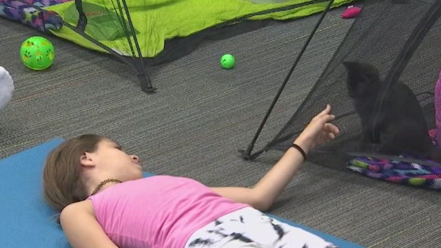 Arizona shelter offers kitten yoga as adoption event