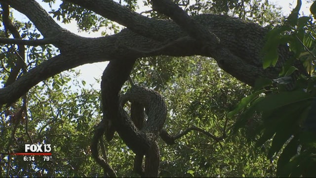 Proposed bill removes cities' tree removal laws