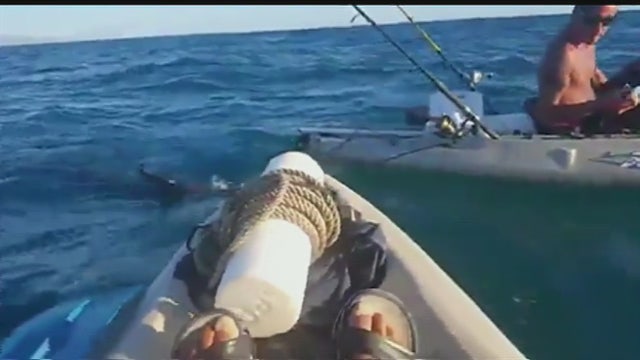 Hammerhead bites kayaker's boat near Dana Point