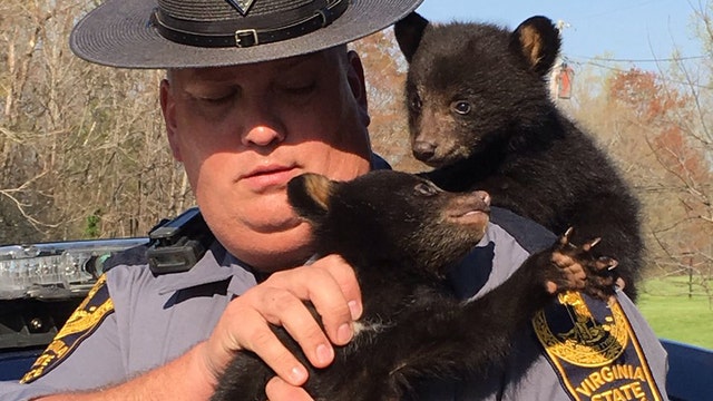 Two black bear cubs rescued by Virginia State Police after mom struck by car