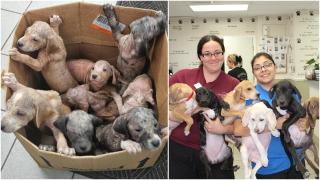 Abandoned box of puppies now up for adoption