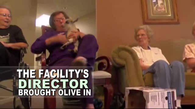 Senior residents love Olive the baby goat