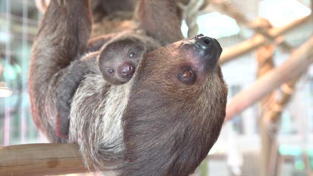 CUTE ALERT: 2 baby sloths born at Busch Gardens