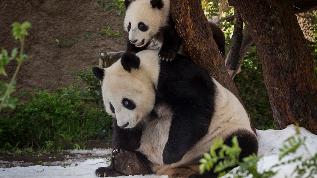 Giant pandas are no longer endangered