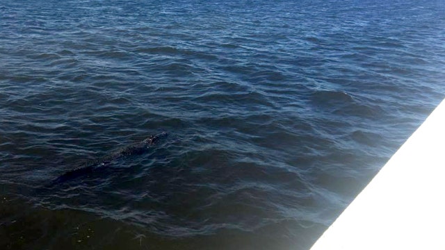 Large alligator spotted swimming off Bayshore Blvd.