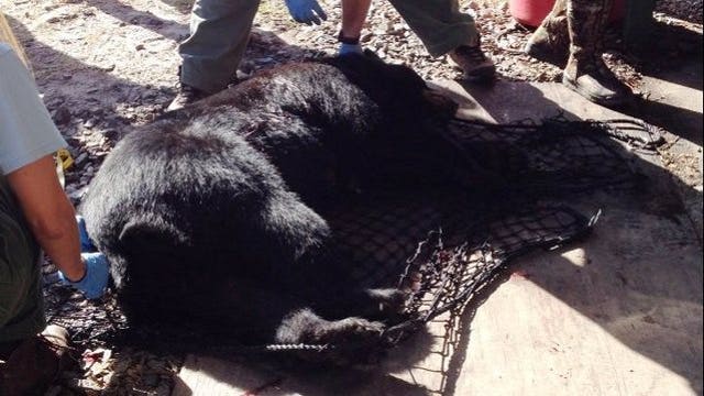 More than 200 bears killed after first day of hunt