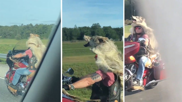 S.C. lawmaker spots motorcyclist 'wearing a wolf' on Florida interstate