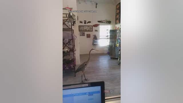 WATCH: Great blue heron named 'Hamburger' frequents shop