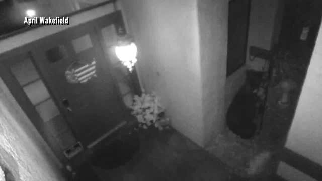 Black bear seen snacking on front porch in Tampa Palms