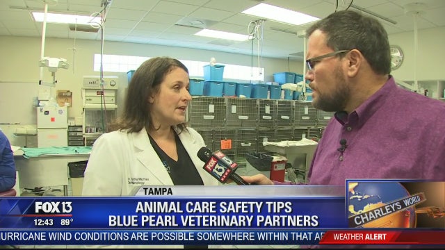 BluePearl veterinarians provide hurricane prep advice
