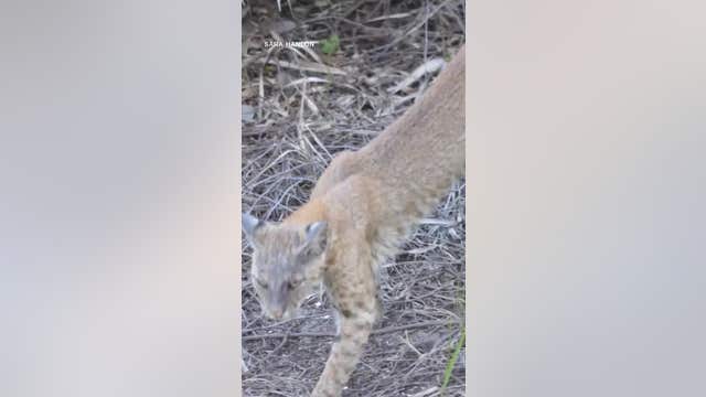 Hungry beachgoer: Bobcat prowls Cocoa Beach