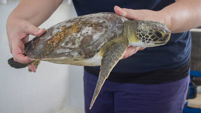 Florida zoo uses honey to treat damaged sea turtle shells