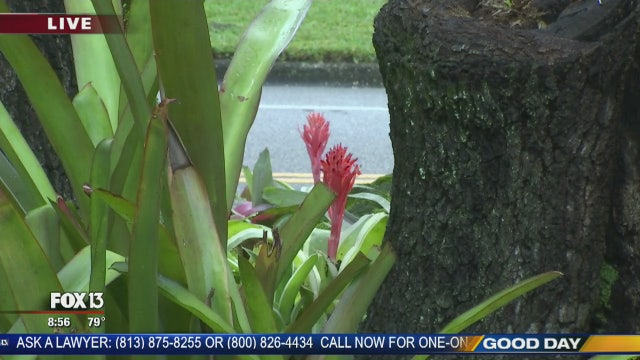 Charley previews the Bromeliad Extravaganza
