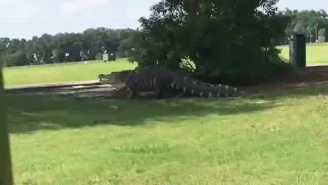 Florida golf course GM: Gargantuan gator 'is real'
