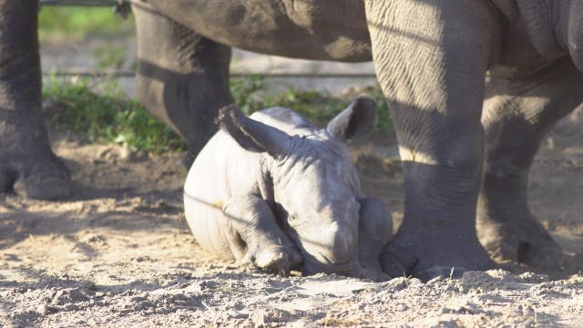 Busch Gardens welcomes baby white rhino, Winnifred