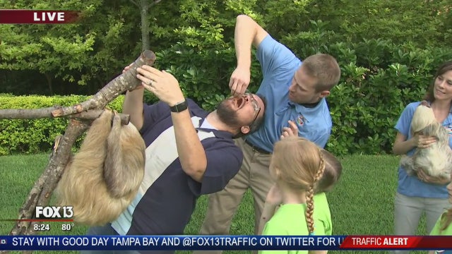 Go to summer camp at Busch Gardens Tampa