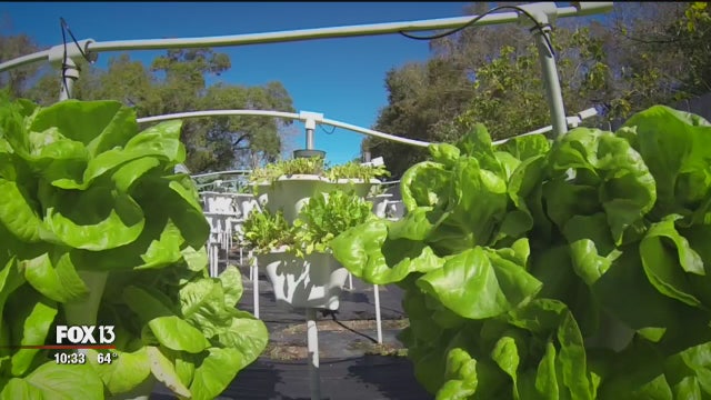 Vertical farming: Growing veggies at new heights