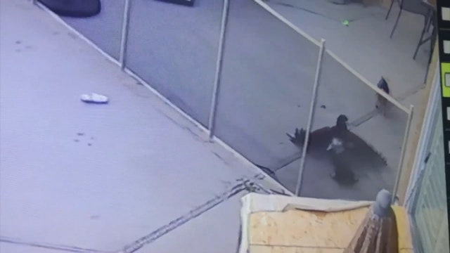 Girl fights off hawk attacking pet Yorkie