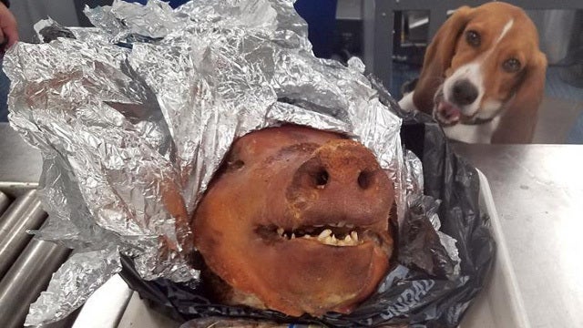 Officials find roasted pig in luggage at Atlanta airport