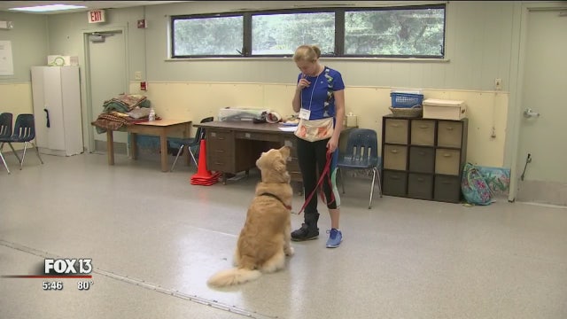Camp combines kids' love for dogs