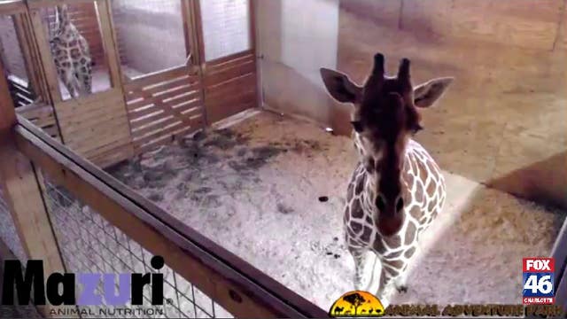 Giraffe Cam: Watch live birth of baby giraffe