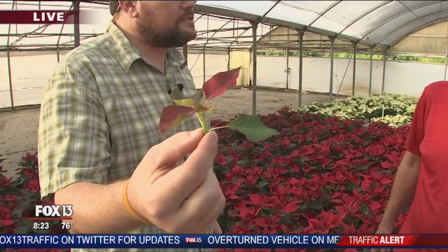 Charley learns about poinsettia's at Orban's Nursery