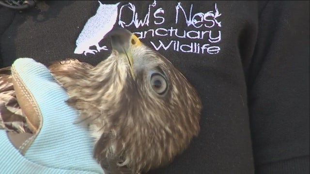 Charley visits Owl's Nest Sanctuary for Wildlife