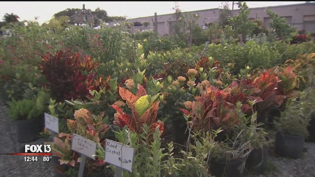 The greenest of thumbs at Haynor's Garden Design