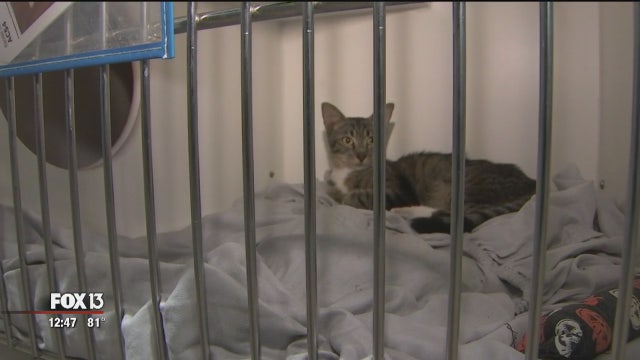 Hillsborough waiving pet adoption fees this weekend