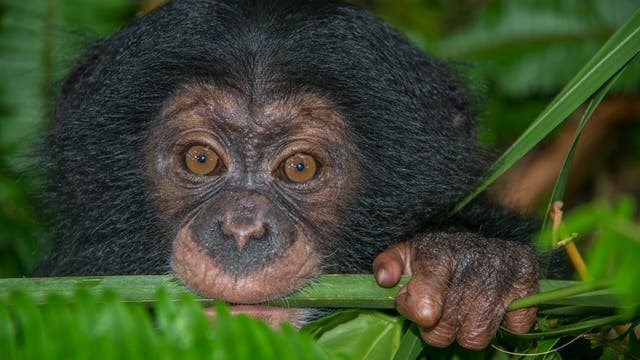 Baby chimp spends one on one time with foster mom