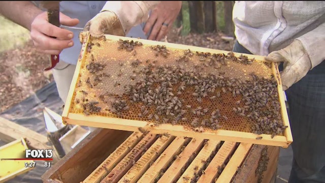 You, too, can be a beekeeper