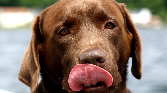 Dog named Trigger shoots owner during waterfowl hunt