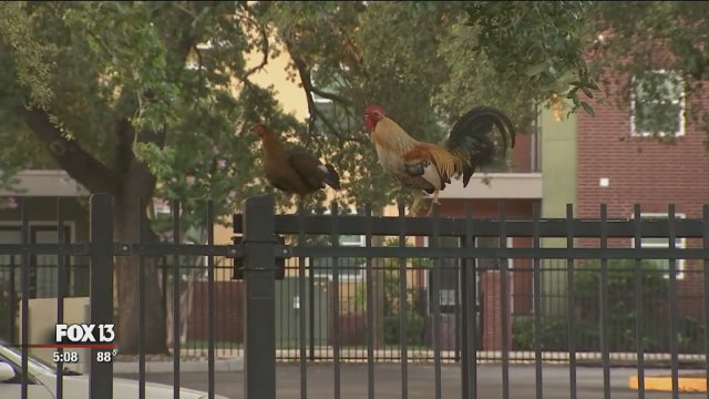 Ybor City chickens granted reprieve; protections left in place