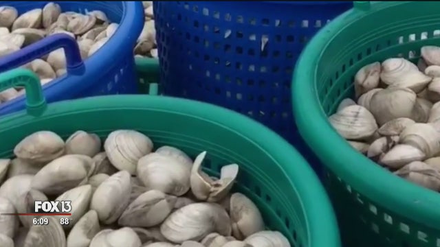 Clams continue to thrive amid threats like red tide