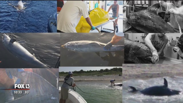 Florida's toxic algae crisis: Brain toxins produced by blue-green algae concern researchers