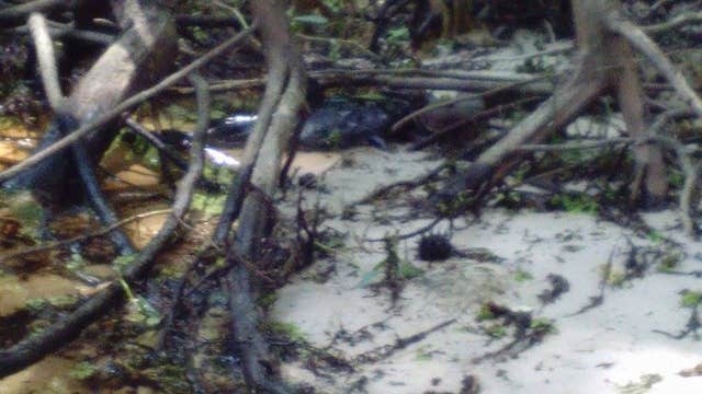 Snake tries to eat catfish in Withlacoochee River