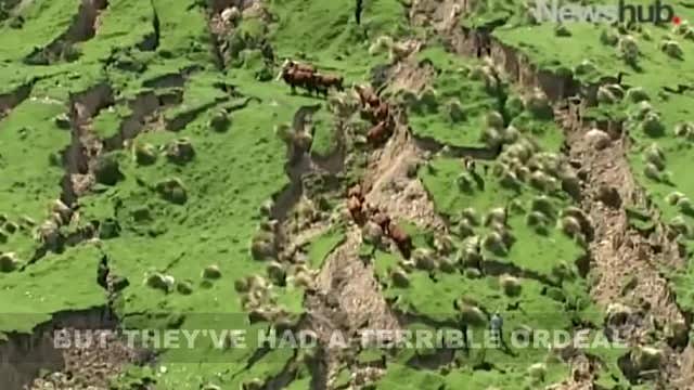 Moooving on: Cows stranded by New Zealand quake are rescued