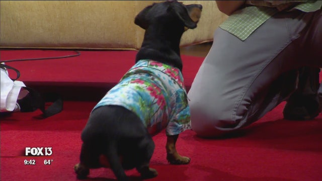 Crusoe the Celebrity Dachshund makes Tampa appearances