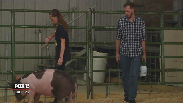Community pays $31,000 for pig after girl loses parents