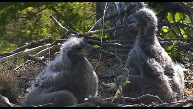 DC bald eaglet emerges from shell