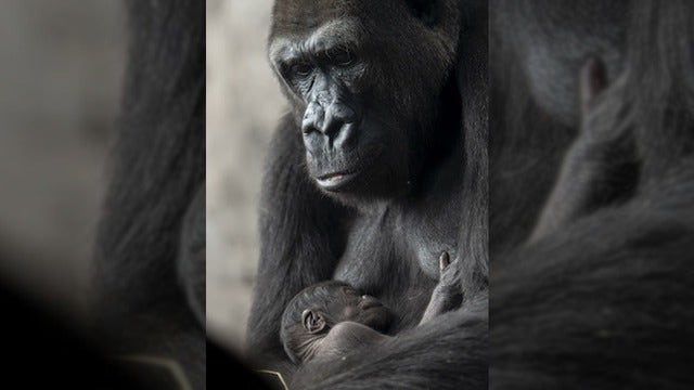 Baby western lowland gorilla born at Disney's Animal Kingdom