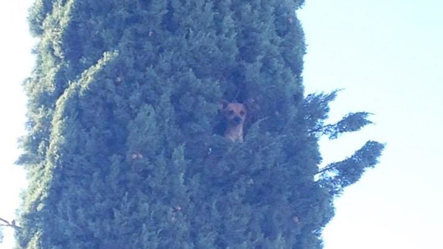 Dog rescued from 75-foot tree
