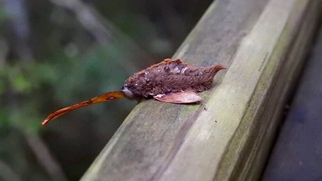 Don't touch this bug, scientists say