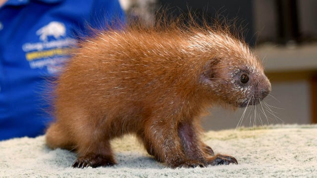 Baby porcupine - known as a porcupette - is 1st of its species born at Brookfield Zoo